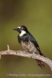 Acorn woodpecker, female, Melanerpes formicivorus, Madera Canyon Recreation Area, Green Valley, Arizona