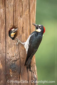 Acorn Woodpecker Adult and Chick at the Nest, Lake Hodges, San Diego, California