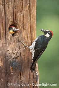Acorn Woodpecker Adult and Chick at the Nest, Lake Hodges, San Diego, California