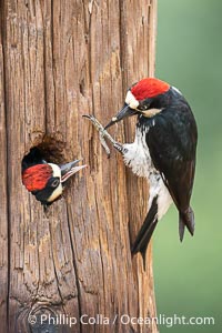 Acorn Woodpecker Adult Feeding Chick at Nest, Lake Hodges, San Diego, California