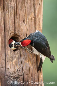 Acorn Woodpecker Adult Feeding Chick at Nest, Lake Hodges, San Diego, California