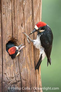 Acorn Woodpecker Adult Feeding Chick at Nest, Lake Hodges, San Diego, California