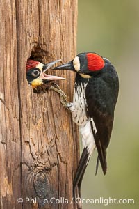 Acorn Woodpecker Adult Feeding Chick at the Nest, Lake Hodges, San Diego, California