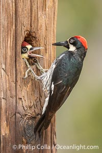Acorn Woodpecker Adult Feeding Chick at the Nest, Lake Hodges, San Diego, California