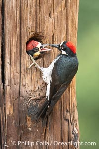 Acorn Woodpecker Adult Feeding Chick at the Nest, Lake Hodges, San Diego, California