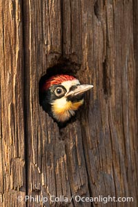 Acorn Woodpecker chick peeks out of its nest hole, Lake Hodges, San Diego, California