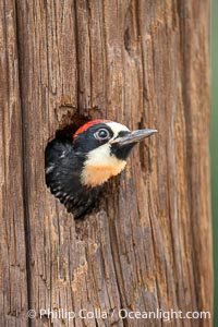Acorn Woodpecker Chick Peeks out of Nest Hole, Lake Hodges, San Diego, California