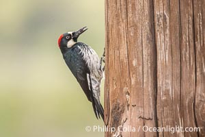 Acorn Woodpecker, Lake Hodges, San Diego, Melanerpes formicivorus