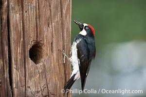 Acorn Woodpecker, Lake Hodges, San Diego, Melanerpes formicivorus