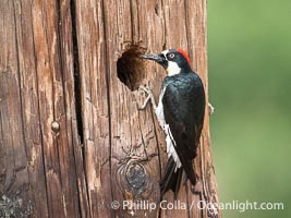 Acorn Woodpecker, adult, Lake Hodges, San Diego, Melanerpes formicivorus
