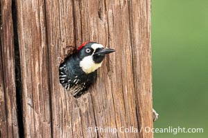 Acorn Woodpecker, adult,  Lake Hodges, San Diego, Melanerpes formicivorus