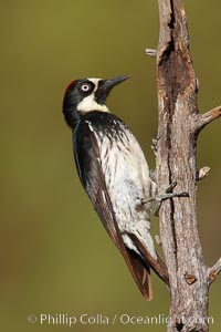 Acorn woodpecker, female.