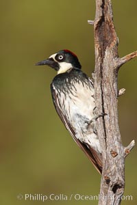 Acorn woodpecker, female, Melanerpes formicivorus, Madera Canyon Recreation Area, Green Valley, Arizona