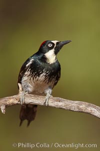 Acorn woodpecker, female, Melanerpes formicivorus, Madera Canyon Recreation Area, Green Valley, Arizona