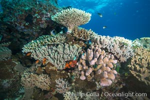 Acropora and other Stony Corals on Tropical South Pacific Reef, Fiji, Vatu I Ra Passage, Bligh Waters, Viti Levu  Island