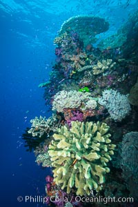 Acropora coral (foreground) on South Pacific Coral Reef, Fiji