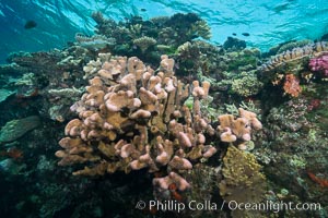 Acropora coral (foreground) on South Pacific Coral Reef, Fiji, Vatu I Ra Passage, Bligh Waters, Viti Levu  Island