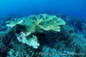 Elkhorn coral, Acropora palmata, Roatan