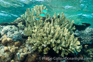 Acropora sp. hard coral on South Pacific coral reef, Fiji