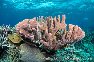 Acropora sp. hard coral on South Pacific coral reef, Fiji, Vatu I Ra Passage, Bligh Waters, Viti Levu  Island