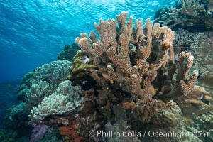Acropora sp. hard coral on South Pacific coral reef, Fiji, Vatu I Ra Passage, Bligh Waters, Viti Levu  Island