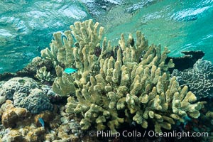 Acropora sp. hard coral on South Pacific coral reef, Fiji