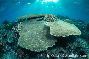 Sunset light and acropora table coral on pristine tropical reef. Table coral competes for space on the coral reef by growing above and spreading over other coral species keeping them from receiving sunlight, Wakaya Island, Lomaiviti Archipelago, Fiji