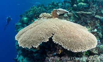 Acropora table coral on pristine tropical reef. Table coral competes for space on the coral reef by growing above and spreading over other coral species keeping them from receiving sunlight, Vatu I Ra Passage, Bligh Waters, Viti Levu  Island, Fiji