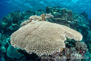 Acropora table coral on pristine tropical reef. Table coral competes for space on the coral reef by growing above and spreading over other coral species keeping them from receiving sunlight, Vatu I Ra Passage, Bligh Waters, Viti Levu  Island, Fiji