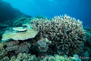 Acropora table coral (left) and Staghorn Coral (Acropora palifera, right) on pristine tropical reef. Table coral competes for space on the coral reef by growing above and spreading over other coral species keeping them from receiving sunlight, Acropora palifera, Wakaya Island, Lomaiviti Archipelago, Fiji