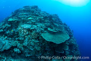 Acropora table coral on pristine tropical reef. Table coral competes for space on the coral reef by growing above and spreading over other coral species keeping them from receiving sunlight, Wakaya Island, Lomaiviti Archipelago, Fiji