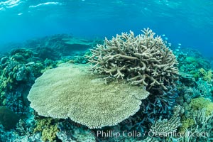 Acropora table coral (left) and Staghorn Coral (Acropora palifera, right) on pristine tropical reef. Table coral competes for space on the coral reef by growing above and spreading over other coral species keeping them from receiving sunlight, Acropora palifera, Wakaya Island, Lomaiviti Archipelago, Fiji