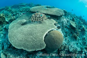 Acropora table coral on pristine tropical reef. Table coral competes for space on the coral reef by growing above and spreading over other coral species keeping them from receiving sunlight, Wakaya Island, Lomaiviti Archipelago, Fiji