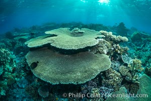 Sunset light and acropora table coral on pristine tropical reef. Table coral competes for space on the coral reef by growing above and spreading over other coral species keeping them from receiving sunlight, Wakaya Island, Lomaiviti Archipelago, Fiji