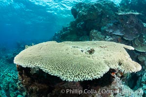 Acropora table coral on pristine tropical reef. Table coral competes for space on the coral reef by growing above and spreading over other coral species keeping them from receiving sunlight, Vatu I Ra Passage, Bligh Waters, Viti Levu  Island, Fiji