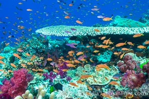 Acropora table coral on pristine tropical reef. Table coral competes for space on the coral reef by growing above and spreading over other coral species keeping them from receiving sunlight, Pseudanthias, Vatu I Ra Passage, Bligh Waters, Viti Levu  Island, Fiji