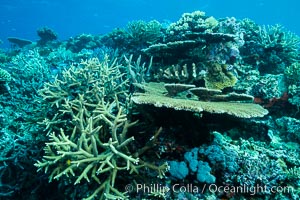Acropora table coral on pristine tropical reef. Table coral competes for space on the coral reef by growing above and spreading over other coral species keeping them from receiving sunlight, Wakaya Island, Lomaiviti Archipelago, Fiji