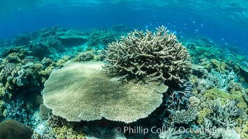 Acropora table coral on pristine tropical reef. Table coral competes for space on the coral reef by growing above and spreading over other coral species keeping them from receiving sunlight, Wakaya Island, Lomaiviti Archipelago, Fiji