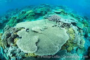 Acropora table coral on pristine tropical reef. Table coral competes for space on the coral reef by growing above and spreading over other coral species keeping them from receiving sunlight, Wakaya Island, Lomaiviti Archipelago, Fiji