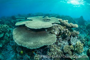 Sunset light and acropora table coral on pristine tropical reef. Table coral competes for space on the coral reef by growing above and spreading over other coral species keeping them from receiving sunlight, Wakaya Island, Lomaiviti Archipelago, Fiji