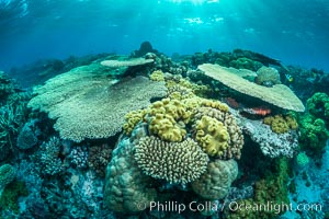 Sunset light and acropora table coral on pristine tropical reef. Table coral competes for space on the coral reef by growing above and spreading over other coral species keeping them from receiving sunlight, Wakaya Island, Lomaiviti Archipelago, Fiji