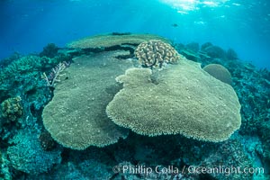 Sunset light and acropora table coral on pristine tropical reef. Table coral competes for space on the coral reef by growing above and spreading over other coral species keeping them from receiving sunlight, Wakaya Island, Lomaiviti Archipelago, Fiji