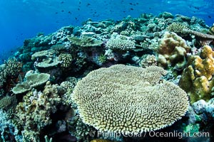 Acropora table coral on pristine tropical reef. Table coral competes for space on the coral reef by growing above and spreading over other coral species keeping them from receiving sunlight