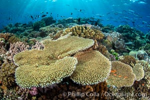 Acropora table coral on pristine tropical reef. Table coral competes for space on the coral reef by growing above and spreading over other coral species keeping them from receiving sunlight, Vatu I Ra Passage, Bligh Waters, Viti Levu Island, Fiji