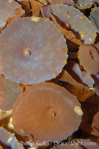 Disk anemones, Actinodiscus