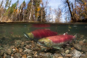 A sockeye salmon swims in the shallows of the Adams River, with the surrounding forest visible in this split-level over-under photograph.