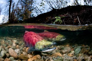 A sockeye salmon swims in the shallows of the Adams River, with the surrounding forest visible in this split-level over-under photograph.