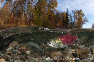 A sockeye salmon swims in the shallows of the Adams River, with the surrounding forest visible in this split-level over-under photograph, Oncorhynchus nerka, Roderick Haig-Brown Provincial Park, British Columbia, Canada