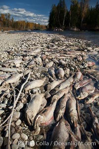 Carcasses of dead sockeye salmon, line the edge of the Adams River.  These salmon have already completed their spawning and have died, while other salmon are still swimming upstream and have yet to lay their eggs, Oncorhynchus nerka, Roderick Haig-Brown Provincial Park, British Columbia, Canada