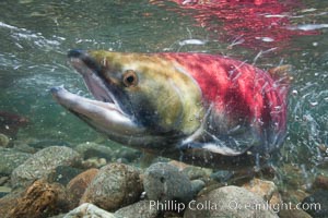 Adams River sockeye salmon.  A female sockeye salmon swims upstream in the Adams River to spawn, having traveled hundreds of miles upstream from the ocean.